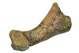 Fossil Thescelosaurus Metatarsal - Montana #176535-5